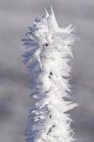 Frost on a twig on winter day photo