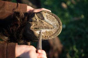 Cleaning horse hoof with pick photo