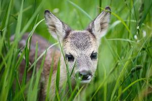 Young wild roe deer in grass, Capreolus capreolus. New born roe deer, wild spring nature. photo