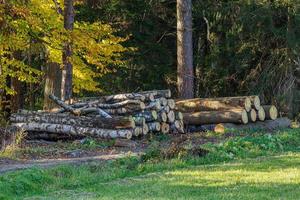 Pile of spruce wood in forest. A view of huge stacks of logs. photo