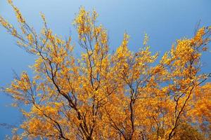 hermosas hojas de otoño coloridas y cielo azul. foto