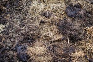 Cow manure mixed with hay photo