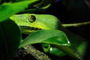 Green tree python close-up on tree branch, Morelia viridis. photo