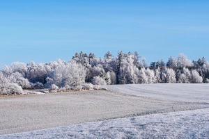 paisaje invernal con árboles cubiertos de escarcha foto