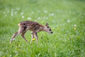 Young wild roe deer in grass, Capreolus capreolus. New born roe deer, wild spring nature. photo