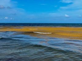 Blue waters of Tulum, Mexico with expanses of seaweed in the waves. photo