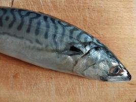 Sea fish mackerel on the table photo