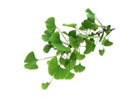 objeto aislado de rama de hojas de ginkgo fresco verde brillante, primer plano de planta orgánica medicinal, objeto de recorte de camino de recorte, concepto de entorno ecológico foto