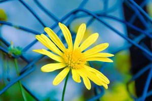 Pétalo amarillo de la margarita de la flor en el primer plano de la cabeza de la flor azul, al aire libre. foto