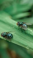 Two Flies on a leaf in the morning photo