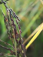 cultivo de arroz y luz solar dulce foto