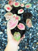 caladiume bicolor bueatiful leafes in pot for garden and decorate photo