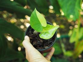 vareigated plants and leafe bueatiful of plants photo