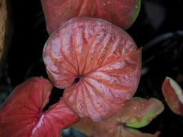 caladiume bicolor bonitas hojas en maceta para jardín y decorar foto