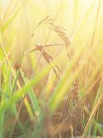 rice farmming and sweet sun light photo