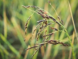 rice farmming and sweet sun light photo