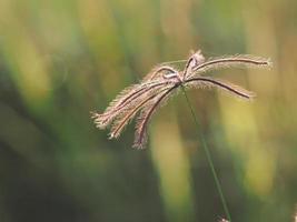 rice farmming and sweet sun light photo