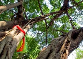 The worship with colored ribbons at the holy banyan tree photo