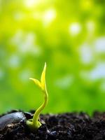 Brote de hojas de siembra de plantas jóvenes en el bosque foto