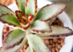 Succulent plant close-up, fresh leaves detail of Kalanchoe tomentosa photo