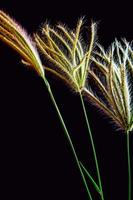 Flower of Swallen Finger grass photo