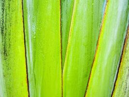 Texture on body of traveler's palm, Ravenala banana photo