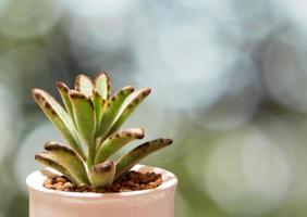 primer plano de planta suculenta, detalle de hojas frescas de kalanchoe tomentosa foto