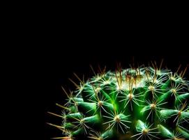 verde vivo de cactus mammillaria sobre fondo negro foto