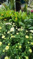 Beautiful cosmos flowers blooming in garden photo