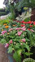 Beautiful cosmos flowers blooming in garden photo