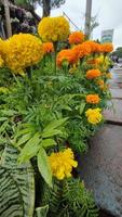 Beautiful cosmos flowers blooming in garden photo