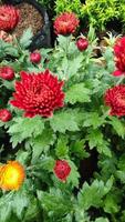 Beautiful cosmos flowers blooming in garden photo