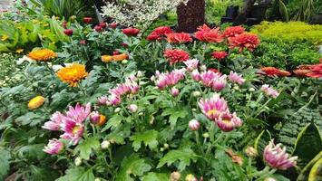 Beautiful cosmos flowers blooming in garden photo