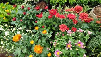 Beautiful cosmos flowers blooming in garden photo