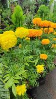 Hermosas flores del cosmos que florecen en el jardín foto