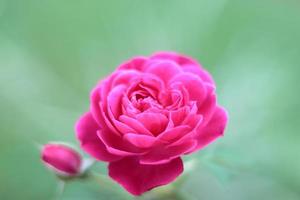 Beautiful red rose flower on natural background photo