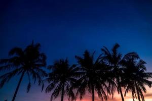 Palm tree silhouette on sunset background photo