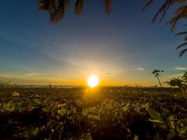 Sunset sky background with weeds photo