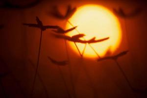 fondo rojo del atardecer con plantas en silueta foto