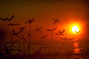 Red sunset background with plants in silhouette photo