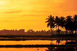 paisaje natural del amanecer en zonas rurales tropicales con cocoteros foto