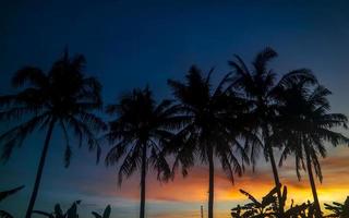 Palm tree silhouette on sunset background photo