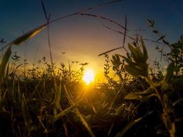 Sunset sky background with weeds photo