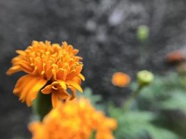 Close-up photo of yellow flowers.