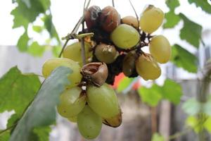 Noble rot of a wine grape, botrytised grapes photo