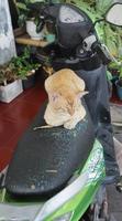 Cat on a motorcycle photo