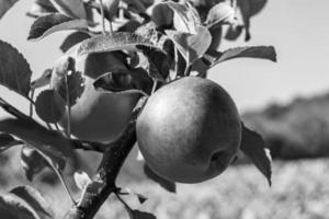 fotografía sobre el tema hermosa fruta rama manzano foto