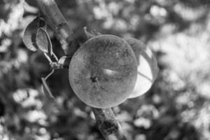 Photography on theme beautiful fruit branch apple tree photo
