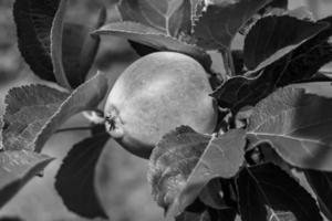 Photography on theme beautiful fruit branch apple tree photo