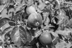 fotografía sobre el tema hermosa fruta rama manzano foto